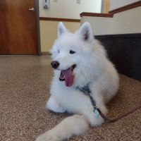 Franklin Animal Clinic ico