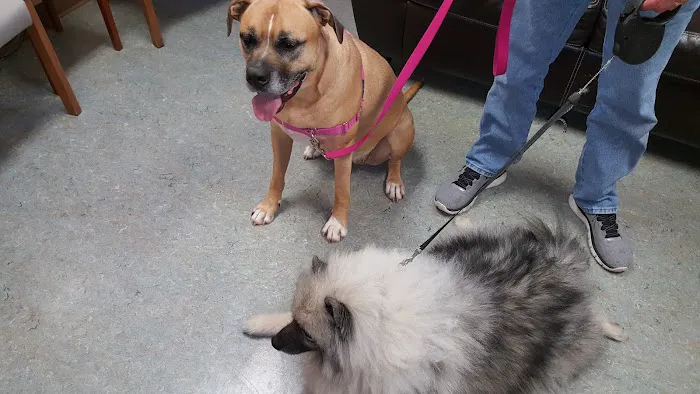 Bargersville Veterinary Hospital & Wellness Center, A Thrive Pet Healthcare Partner Picture 2