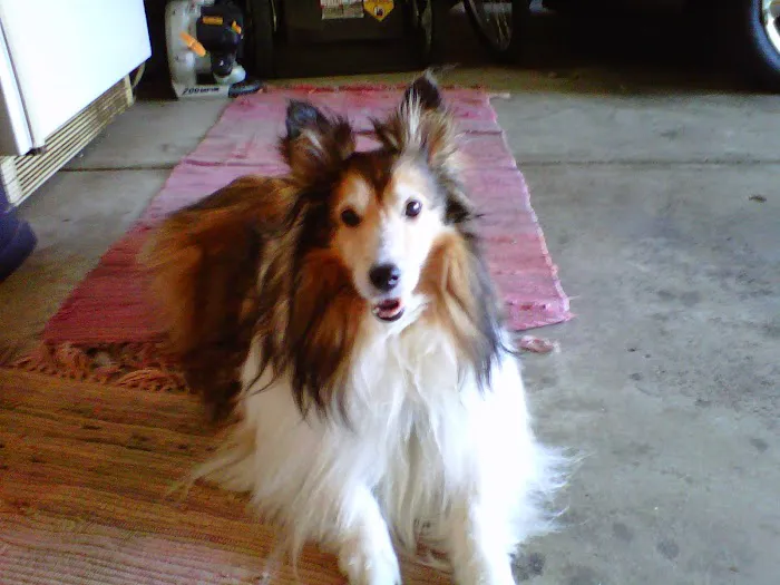 Bargersville Veterinary Hospital & Wellness Center, A Thrive Pet Healthcare Partner Picture 7