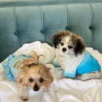Royal Veterinary Service ico