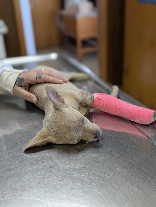 Odon Veterinary Clinic Inc Picture 8