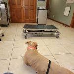 Eastside Veterinary Clinic