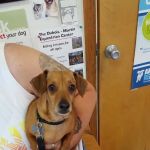 Cumback Veterinary Services