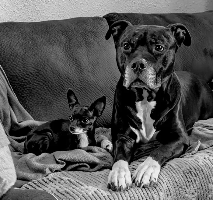 Washington Veterinary Hospital Picture 7
