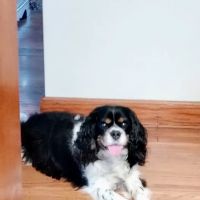 Washington Veterinary Hospital ico