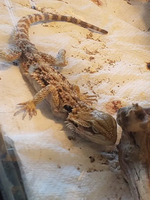 Feeders Pet Supply Picture 2