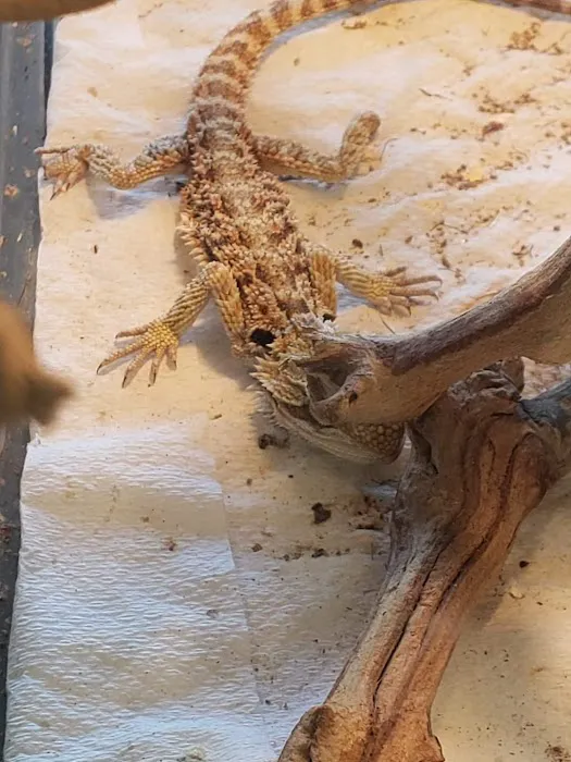 Feeders Pet Supply Picture 4