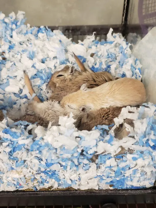 Feeders Pet Supply Picture 3