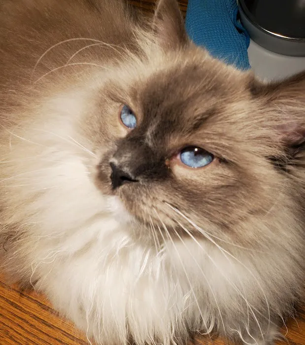 Jasper Pet Clinic Picture 6