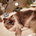 Jasper Pet Clinic