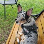 Monroe County Humane Association