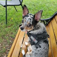Monroe County Humane Association ico