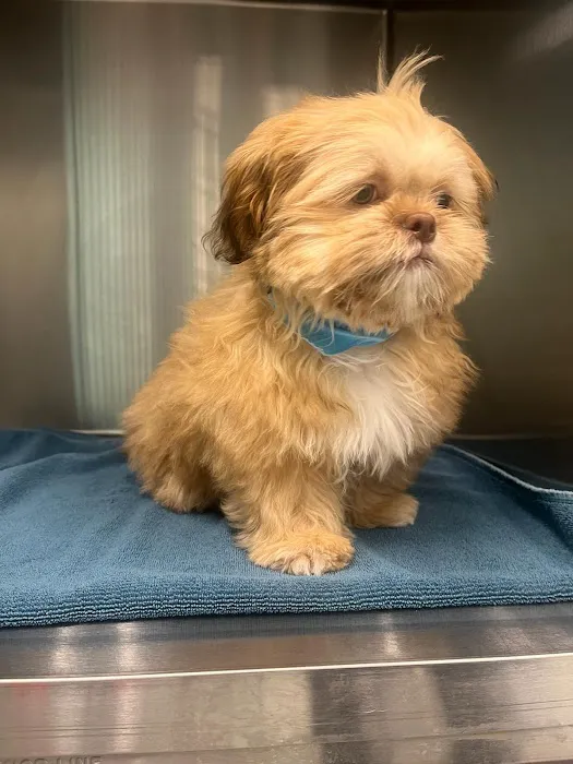 VetCheck Pet Urgent Care Center Bloomington Picture 2