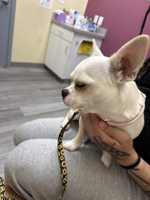 VetCheck Pet Urgent Care Center Bloomington Picture 6
