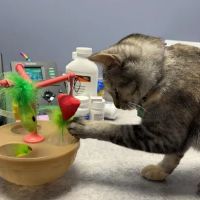 VetCheck Pet Urgent Care Center Bloomington ico