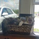 Debra A. Schafer, DVM, CVA