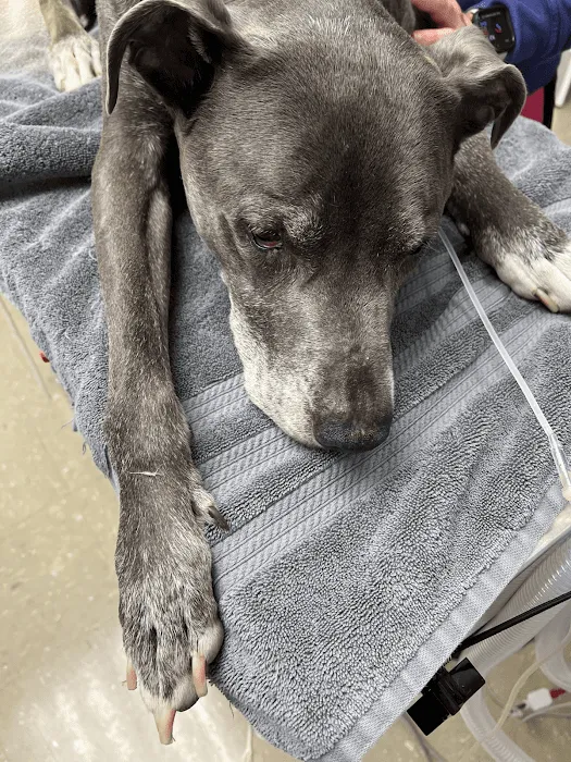 Vista Hills Animal Hospital Picture 4