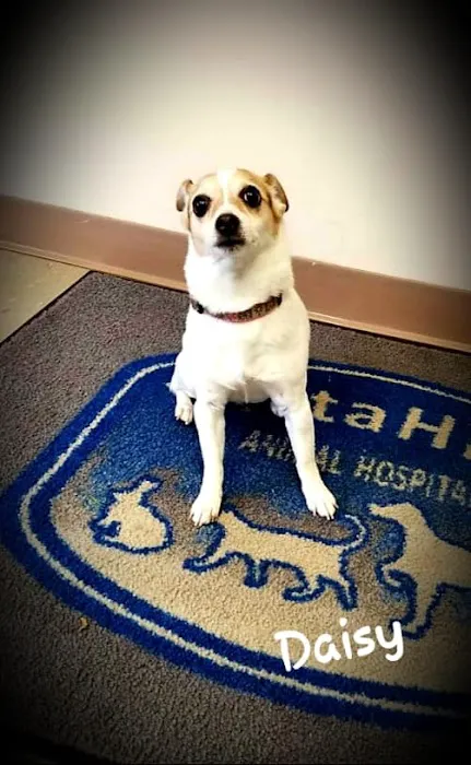 Vista Hills Animal Hospital Picture 2