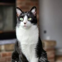 Whiteland Animal Clinic (Our New Name: Animal Clinic Whiteland Greenwood) ico
