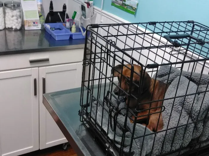 Whiteland Animal Clinic (Our New Name: Animal Clinic Whiteland Greenwood) Picture 9