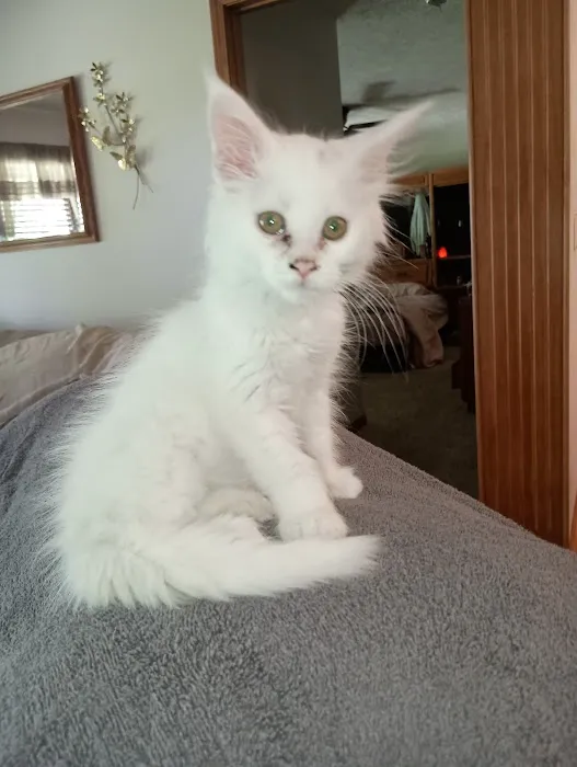 Queen Bean Maine Coons Picture 7