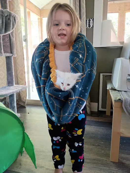 Queen Bean Maine Coons Picture 5