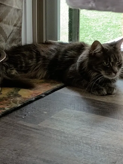 Queen Bean Maine Coons Picture 6