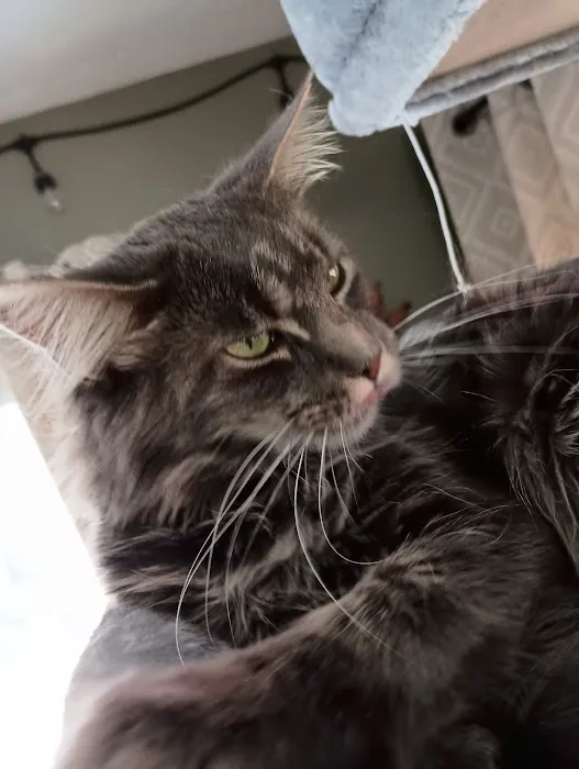 Queen Bean Maine Coons Picture 3
