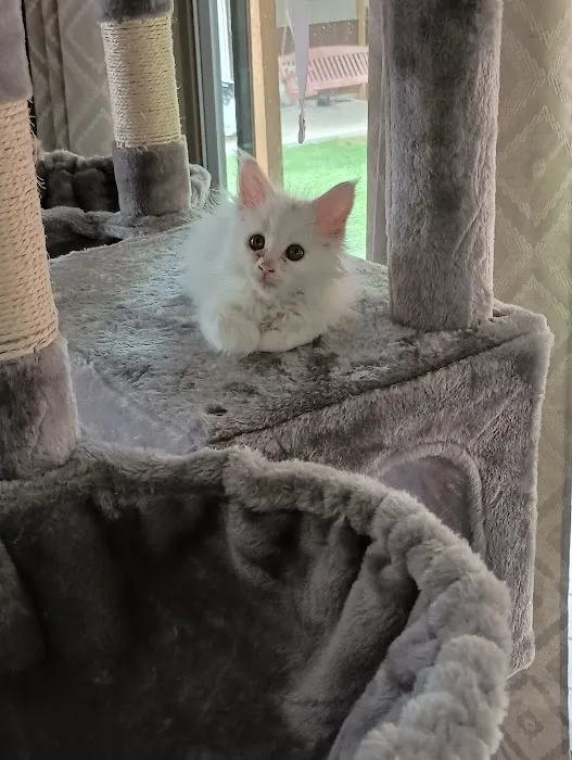 Queen Bean Maine Coons Picture 1