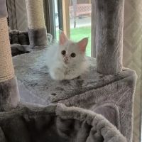 Queen Bean Maine Coons ico