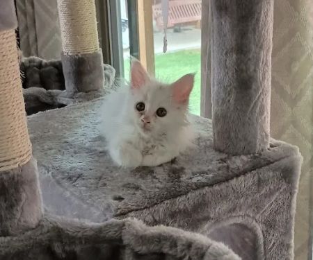 Queen Bean Maine Coons