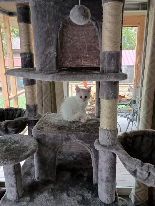 Queen Bean Maine Coons Picture 10