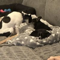 Academy Animal Hospital ico