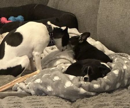 Academy Animal Hospital