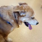 New Palestine Veterinary Clinic