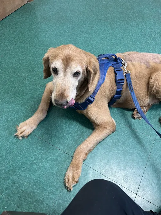 Indy Paws Veterinary Hospital Picture 2