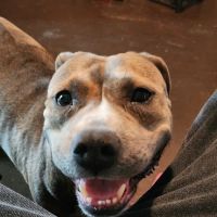 Indy Paws Veterinary Hospital ico
