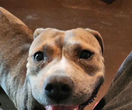 Indy Paws Veterinary Hospital