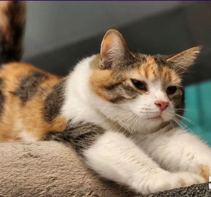 Indy Paws Veterinary Hospital Picture 10