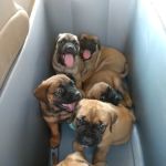Heartland Vet Care