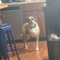 New Castle Animal Hospital ico