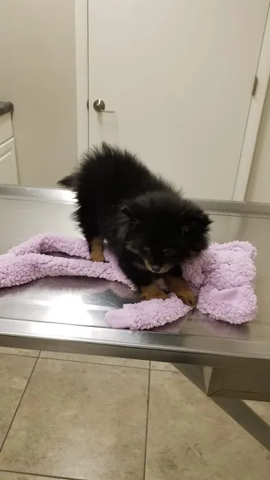 New Castle Animal Hospital Picture 2