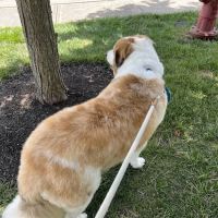 Petco ico