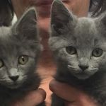 Main Street Animal Hospital