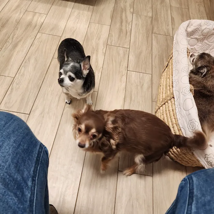 Main Street Animal Hospital Picture 8
