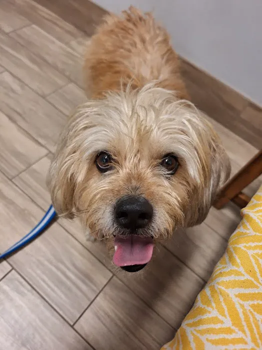 Main Street Animal Hospital Picture 9