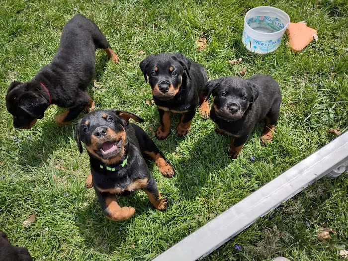 Lake Pointe Veterinary Hospital Picture 1