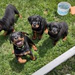 Lake Pointe Veterinary Hospital