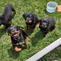 Lake Pointe Veterinary Hospital ico