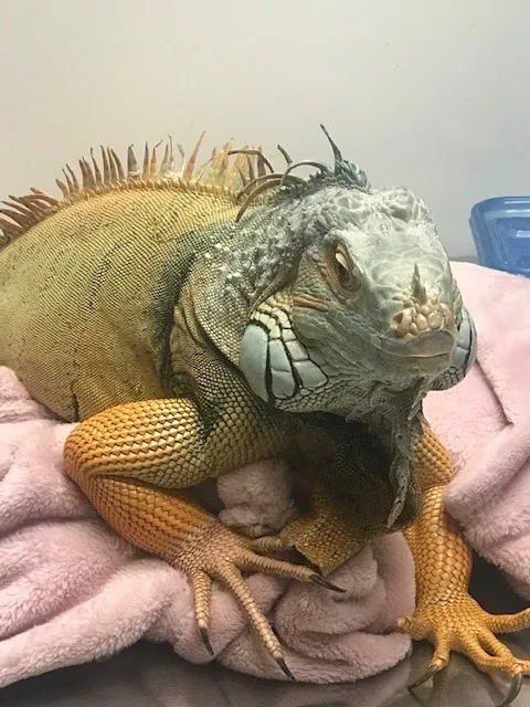 Lake Pointe Veterinary Hospital Picture 5
